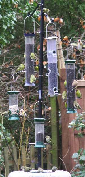 Siskins